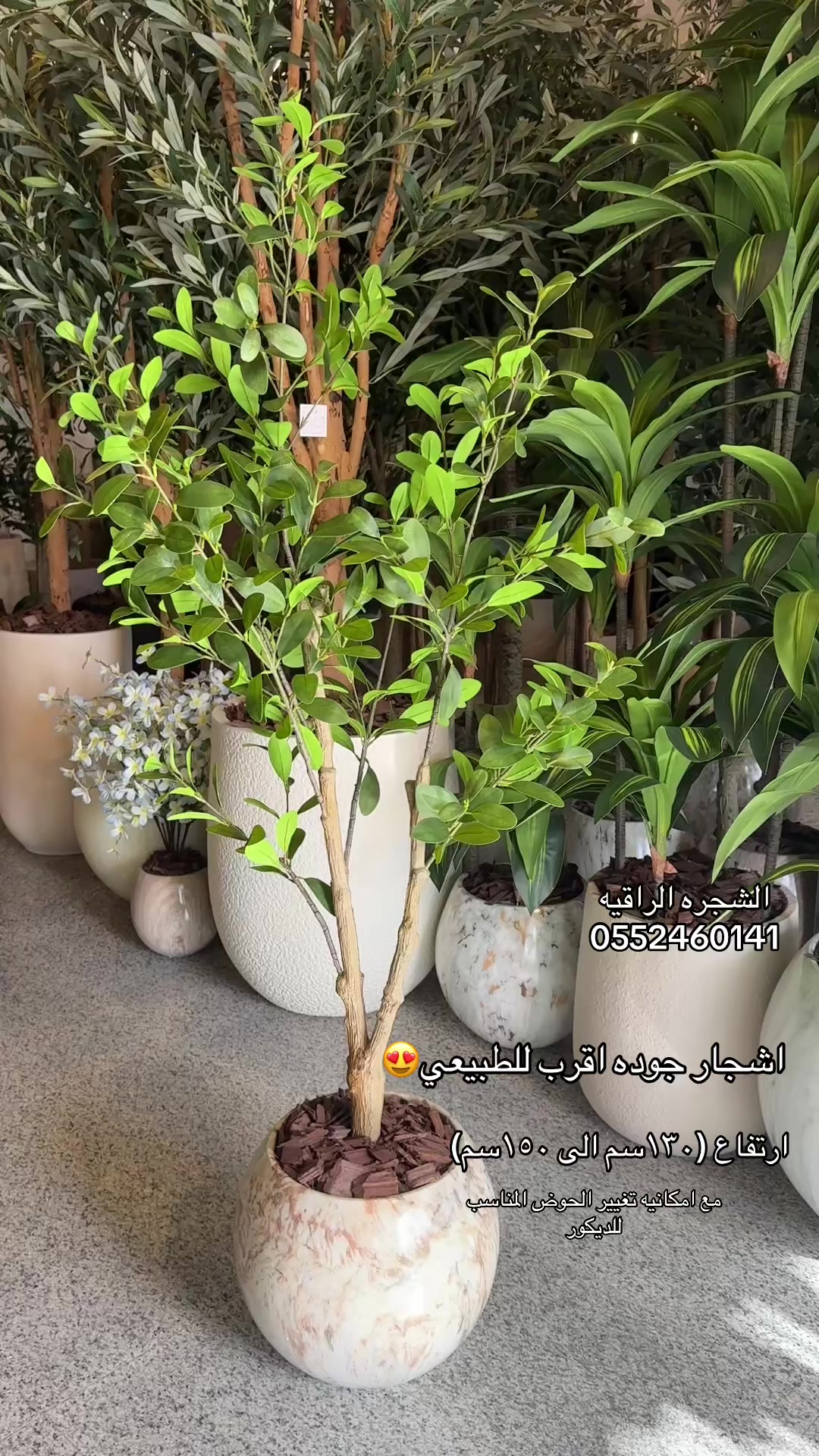 @الشجره الراقيه(زهور المملكه)🌴