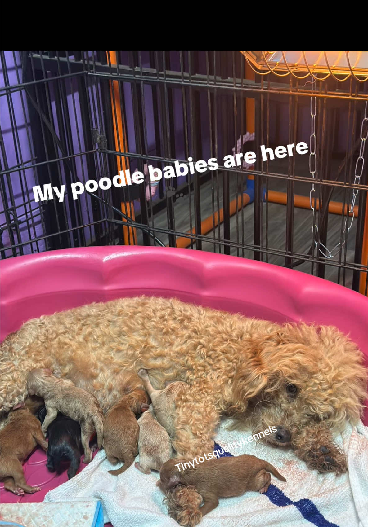 @Dog Lady