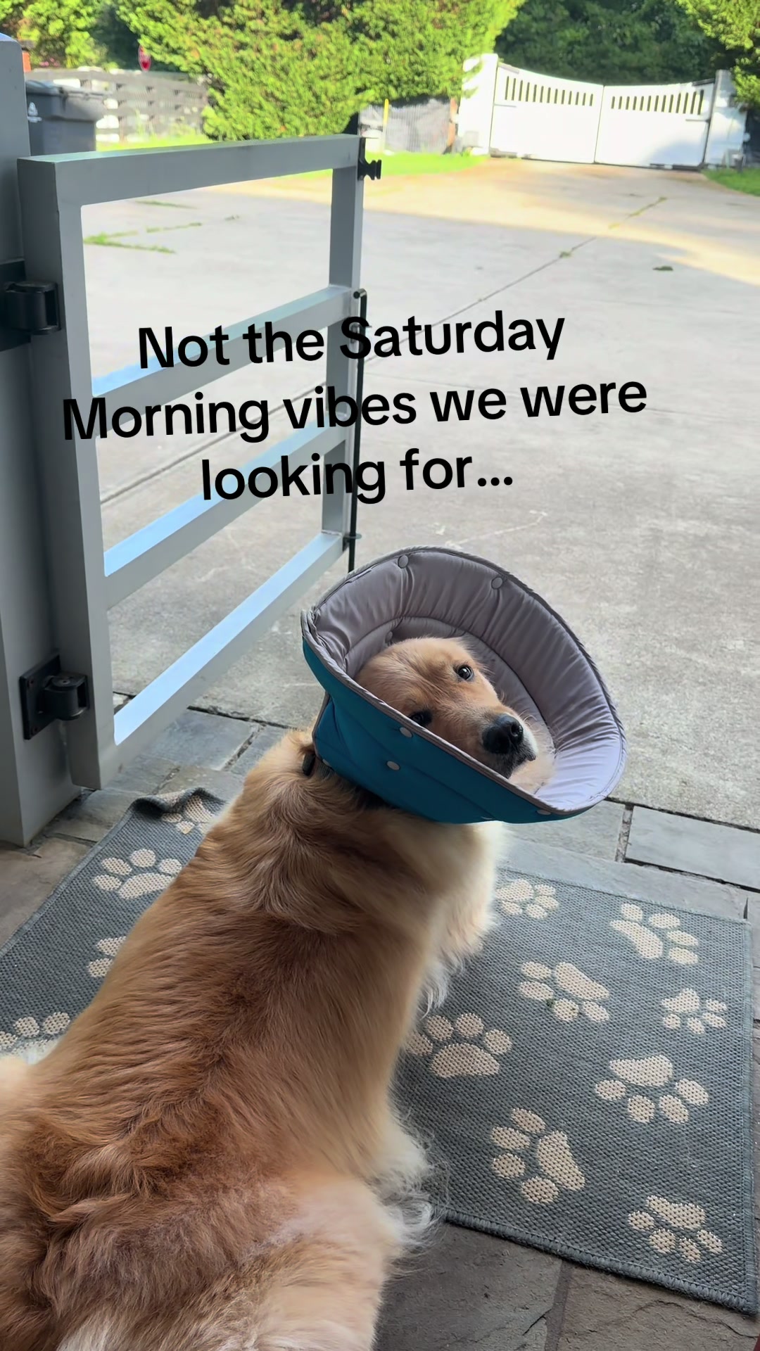 @DogMomisms