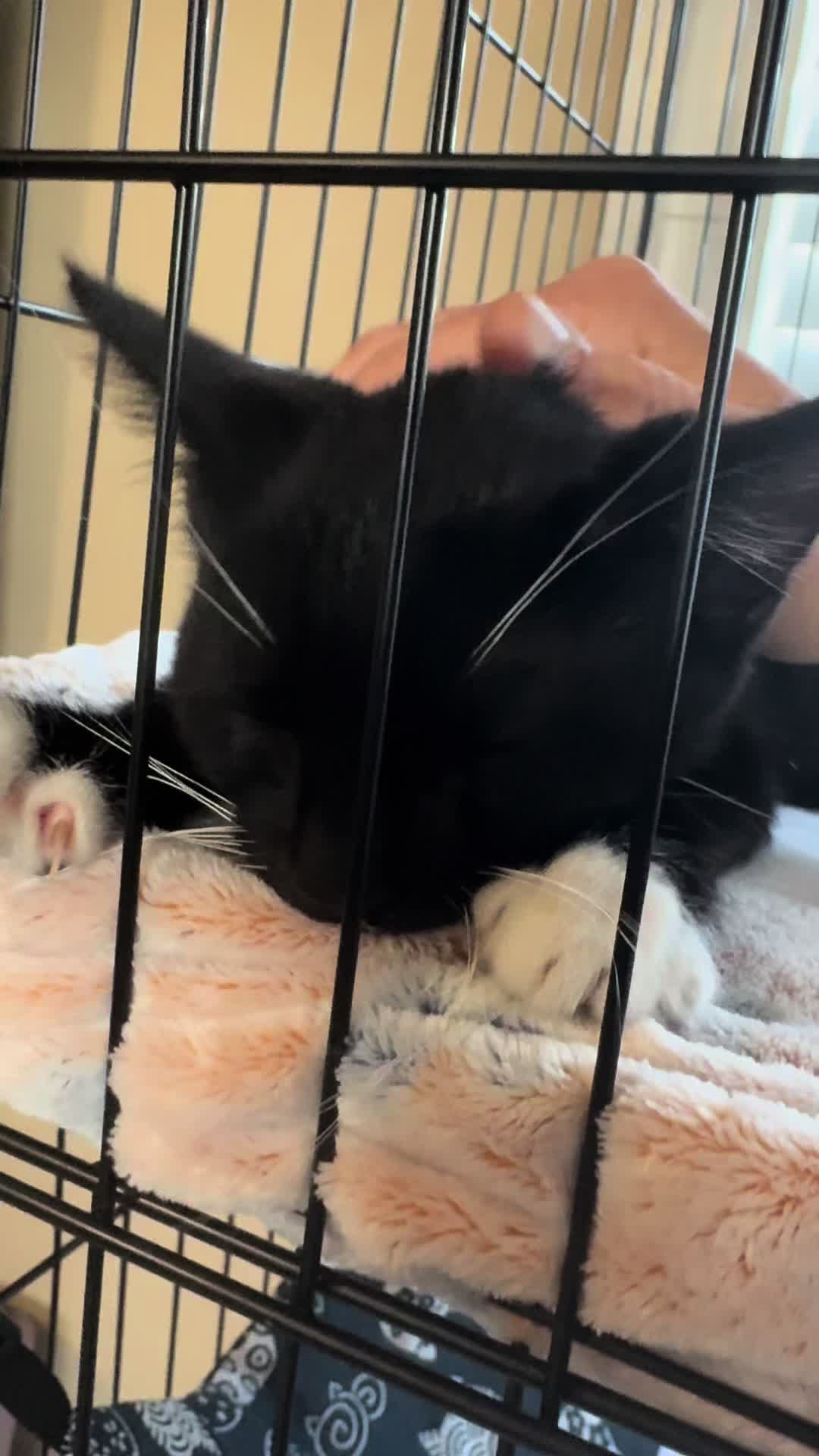 @Paws Deep Animal Rescue