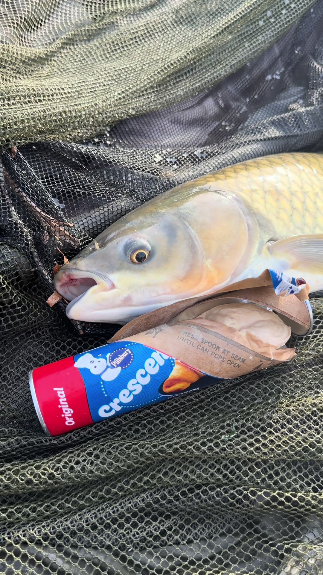 @Dunamis Angling