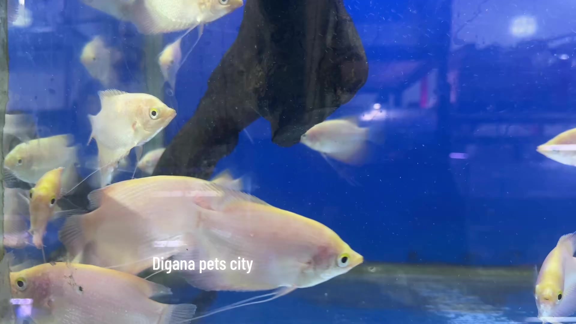 @Digana pets city