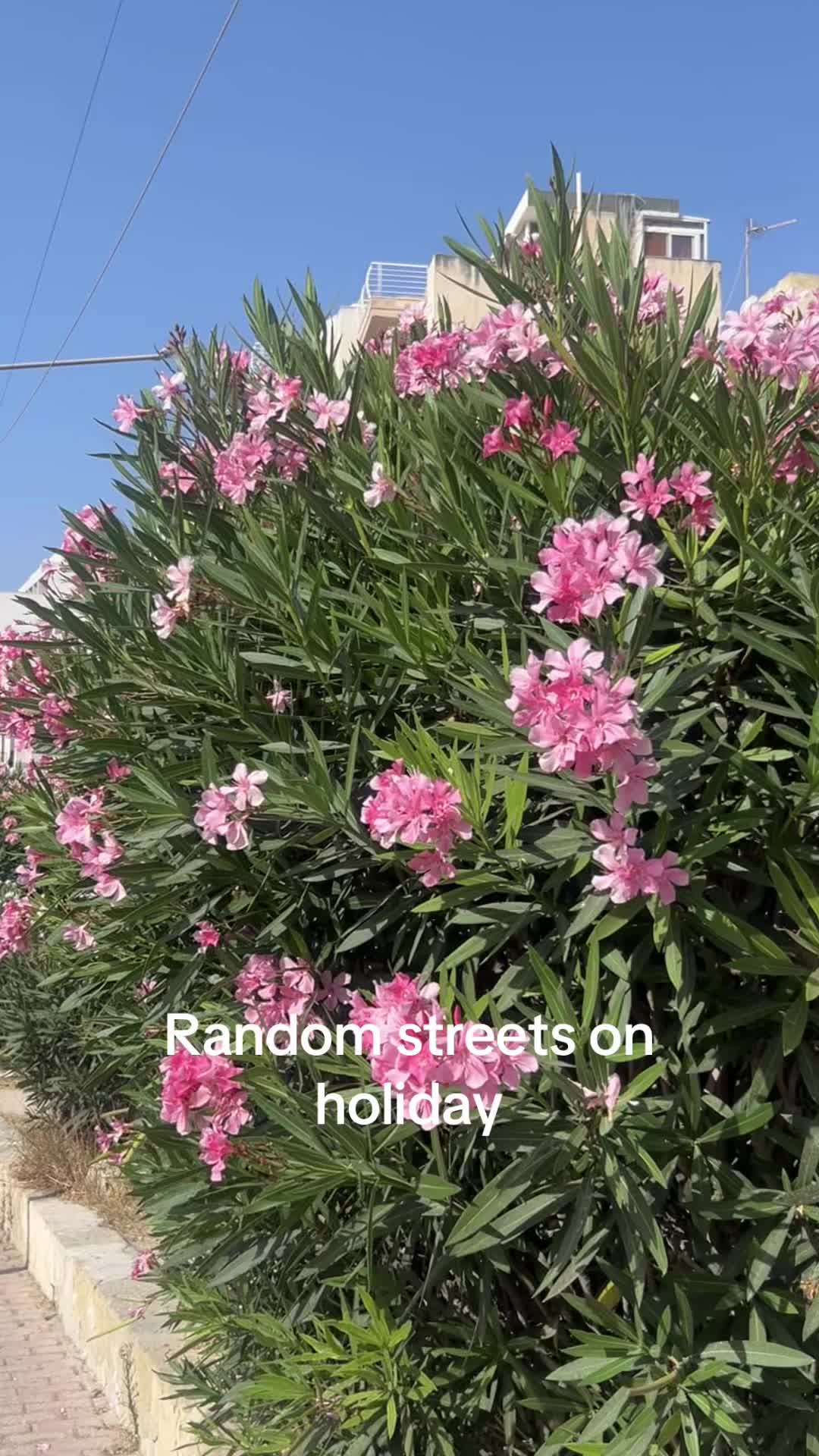 @sarcastic.nola