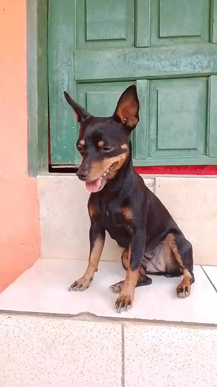 @🩷Tetê e suas pinschers🩷