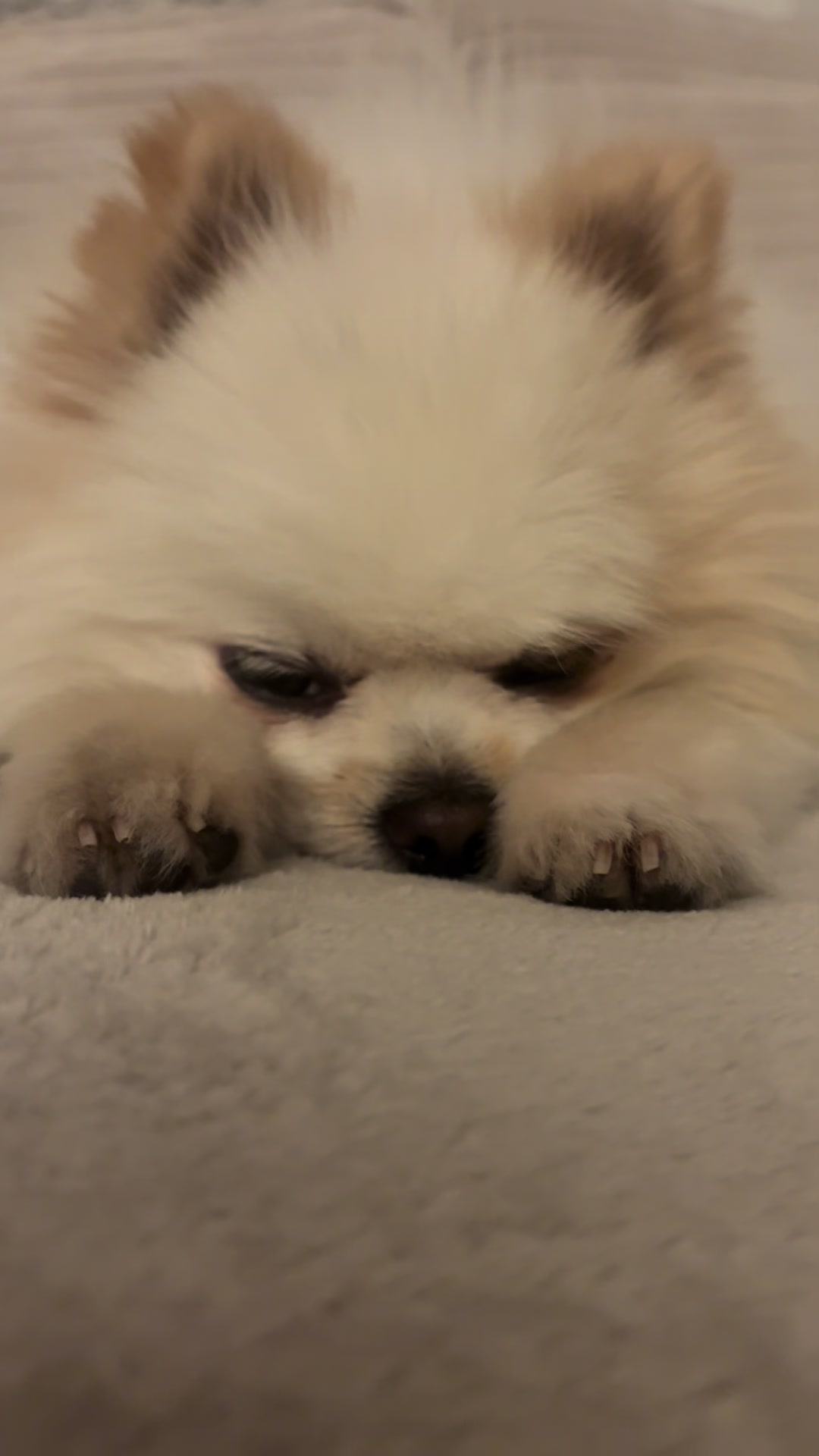 @dieKuschelpuschels🧸✨🩷