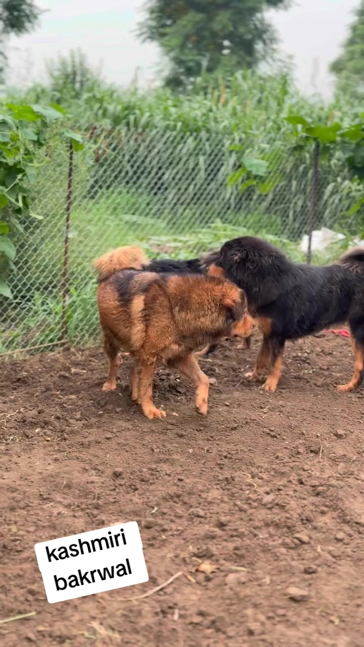 @Kashmiri_Bakrwal_Dog