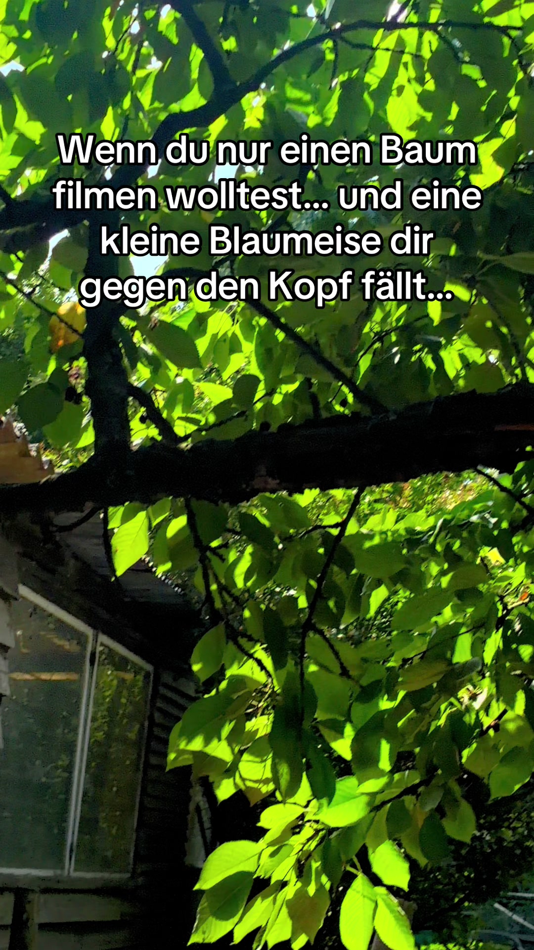 @Alchemiebalm