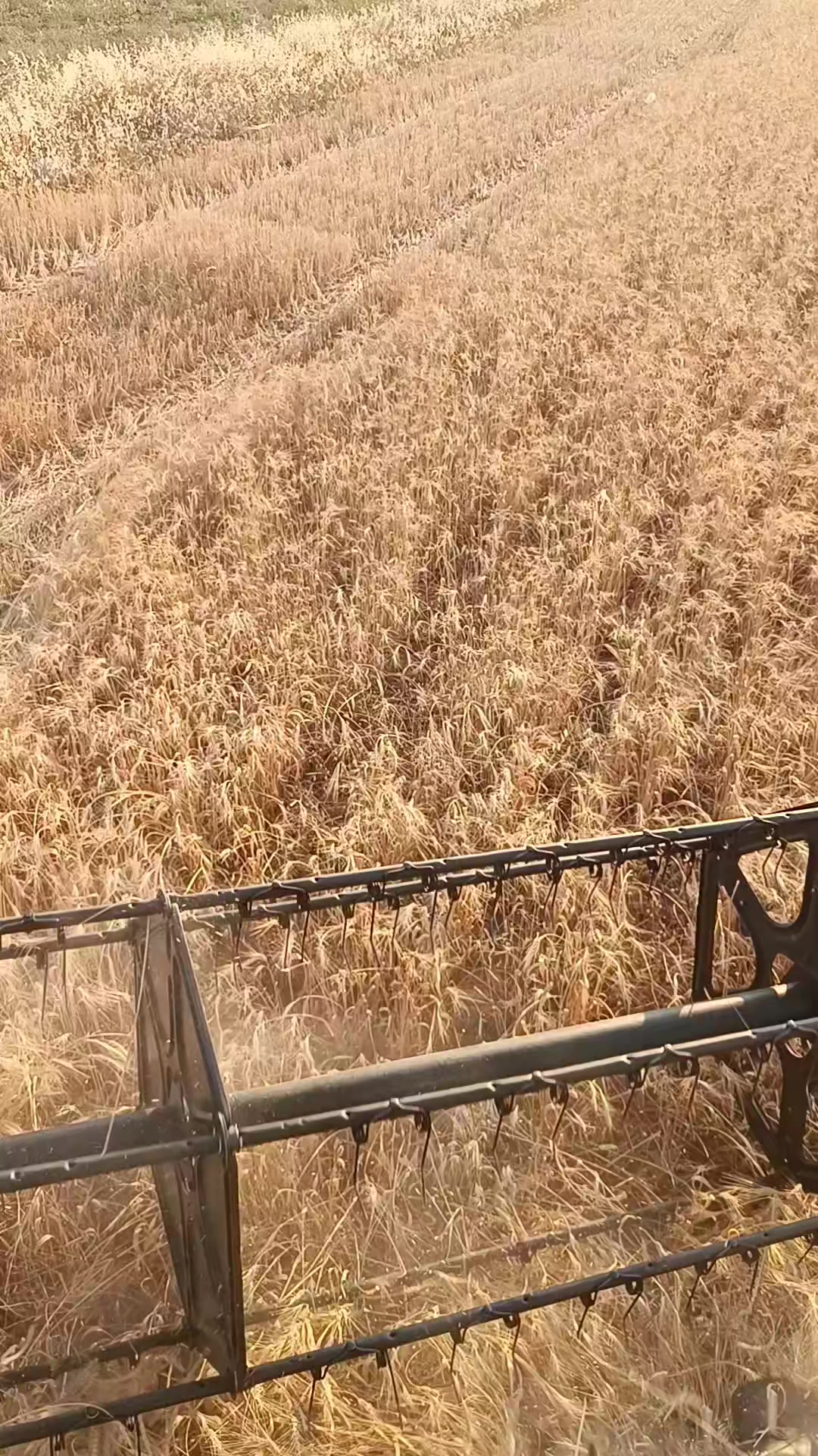 @البارون ابو عمرررررر