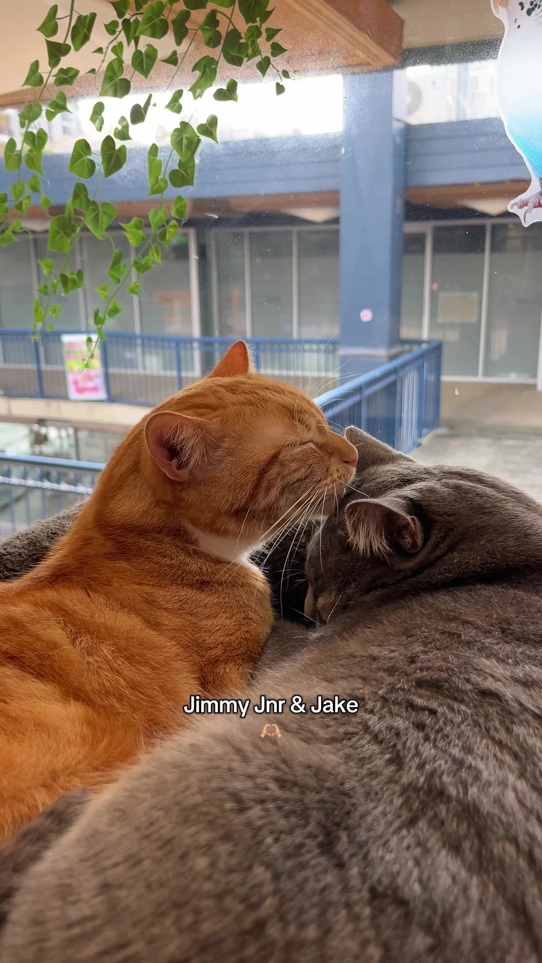 @crazycatcafe