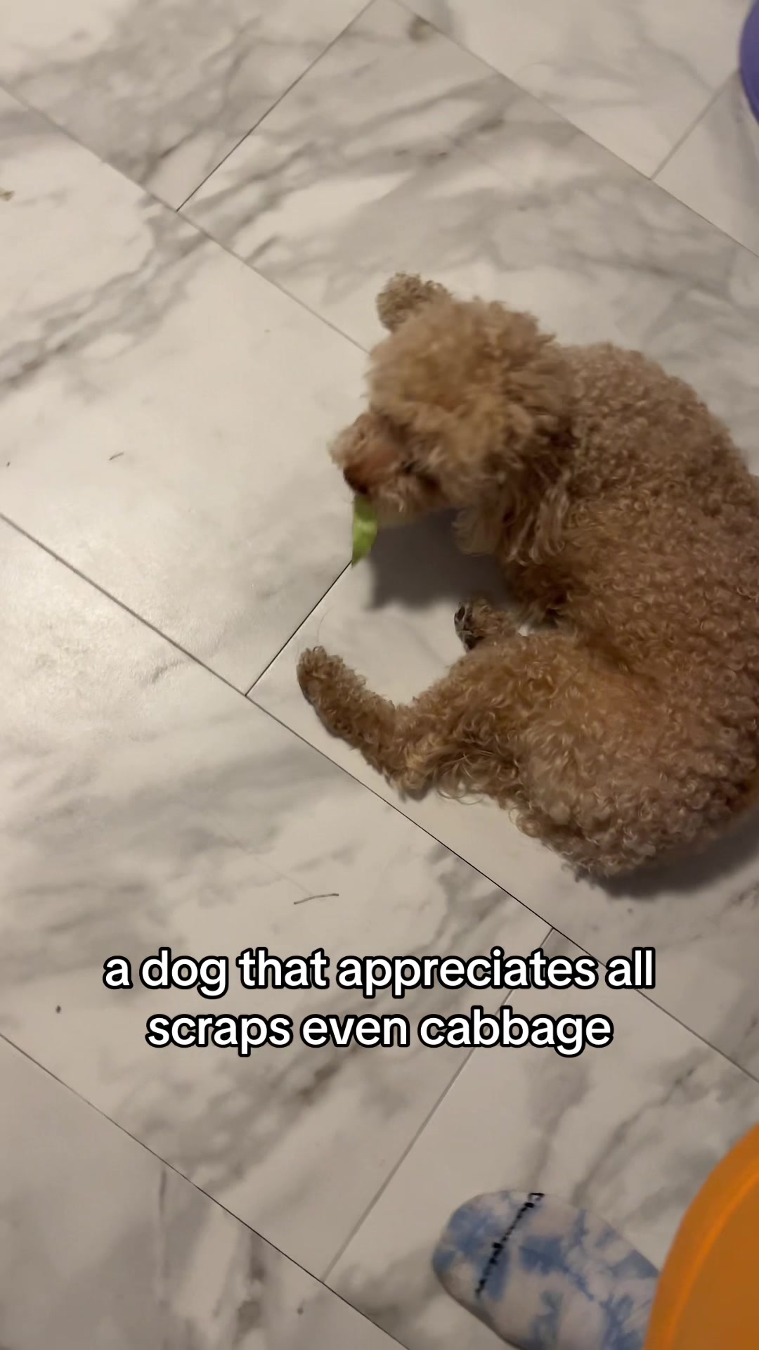 @Angel & Halo: Shepsky & Poodle