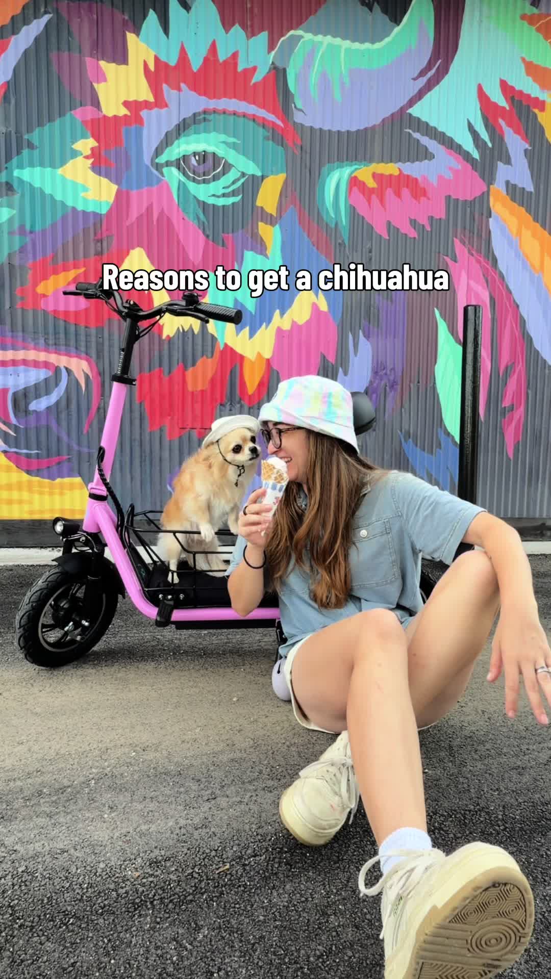 @CanineAntics