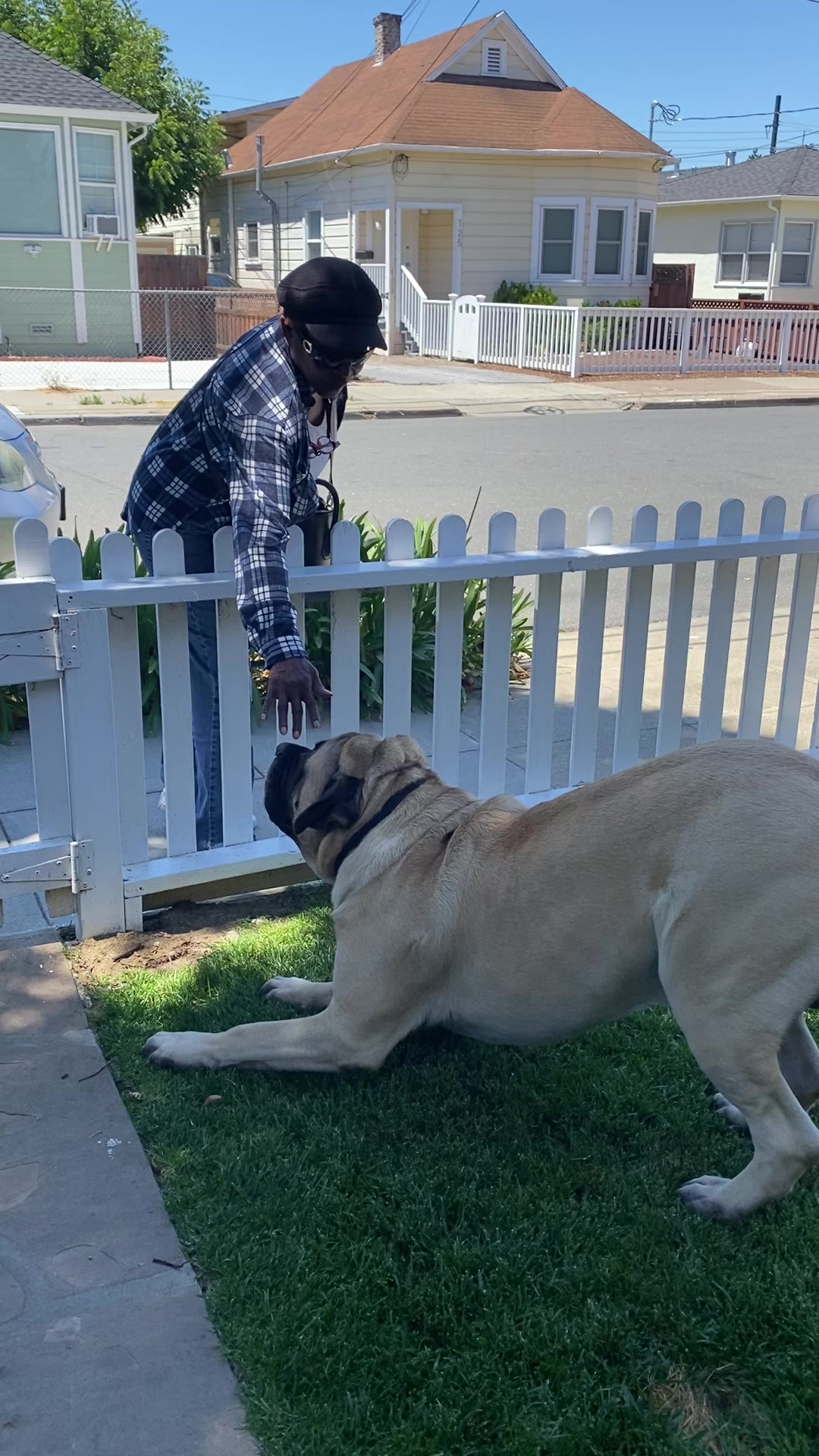 @Fronkythemastiff