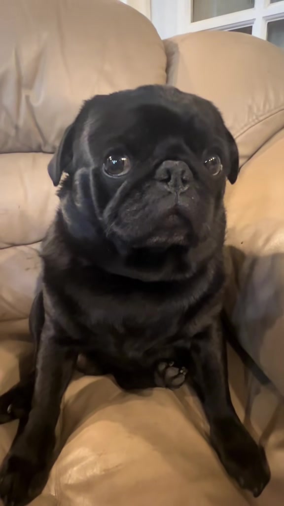 @Pugaddict