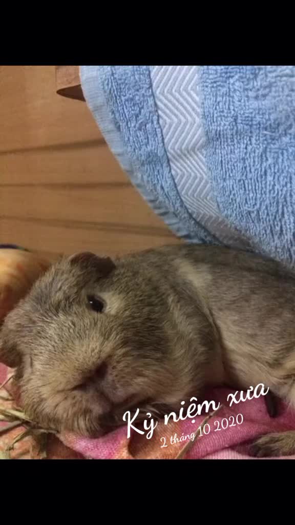 @Nhà Bé Lolo