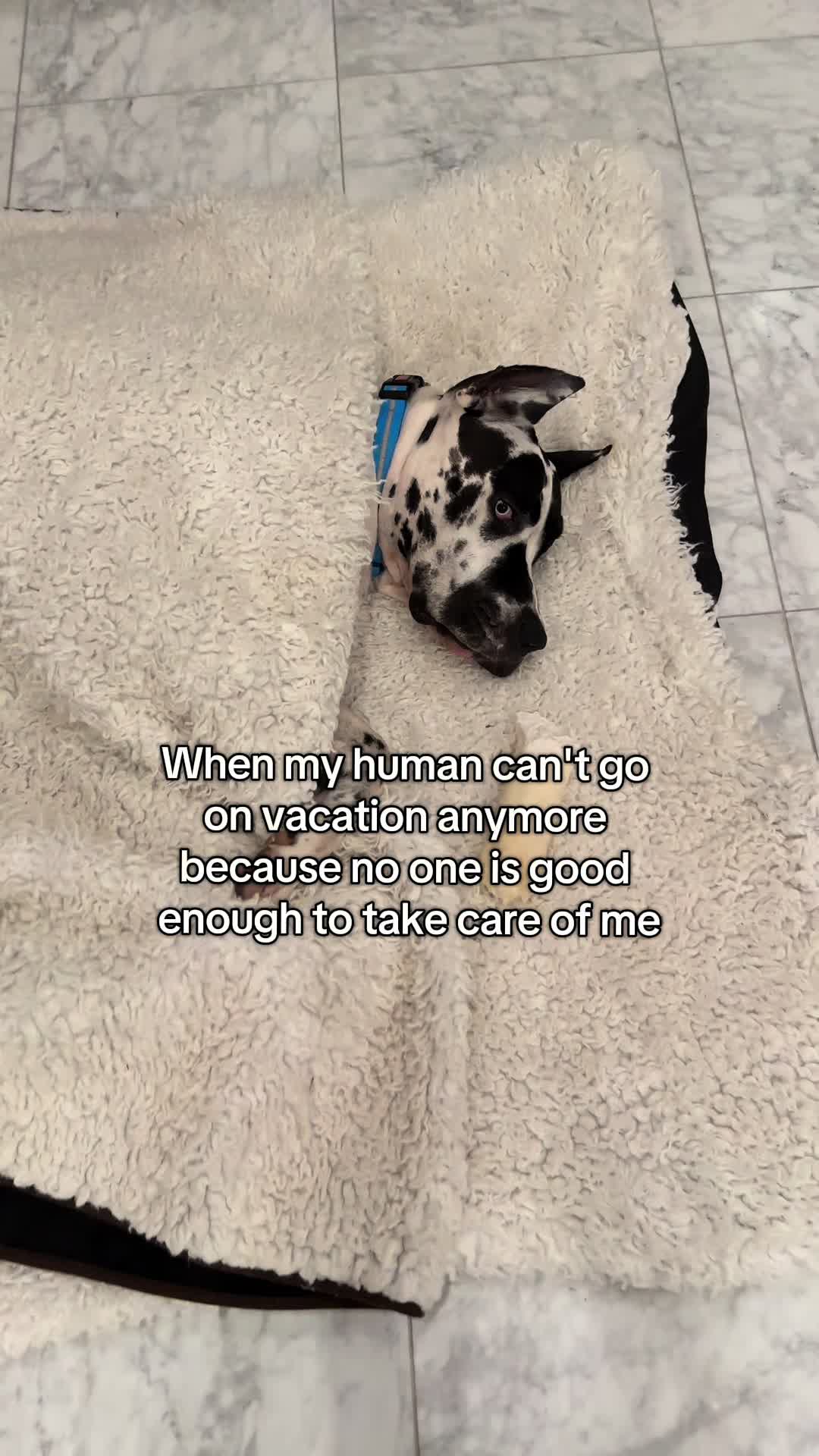 @Greyson the Great Dane