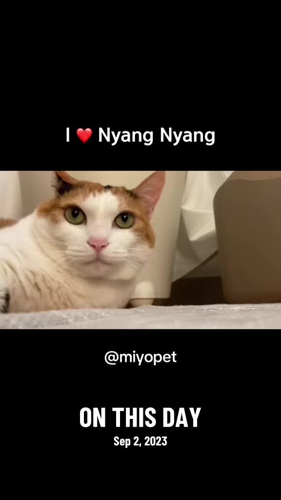 @Miyopet