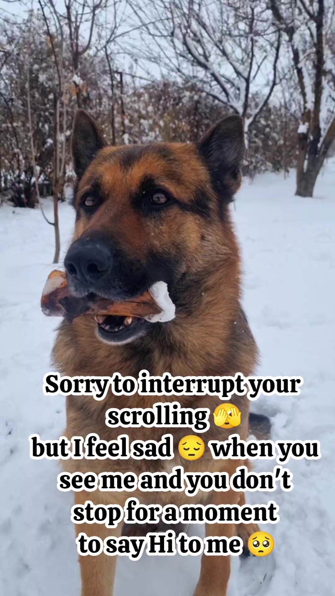 @germansheperd.Rexi
