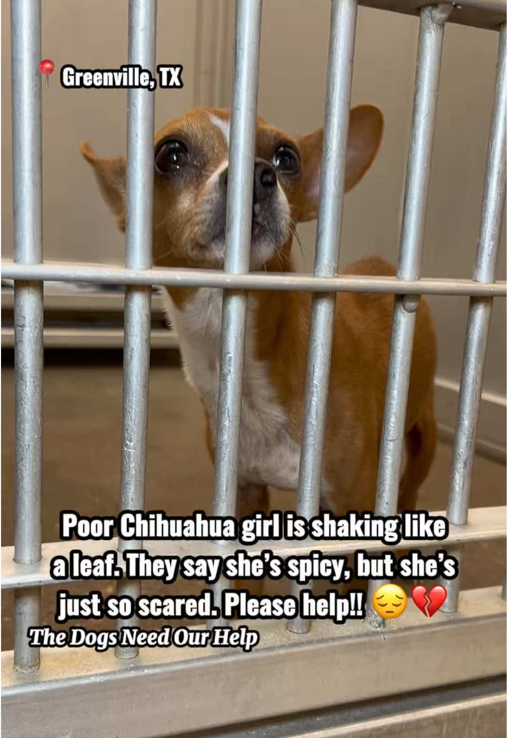 @The Dogs Need Our Help