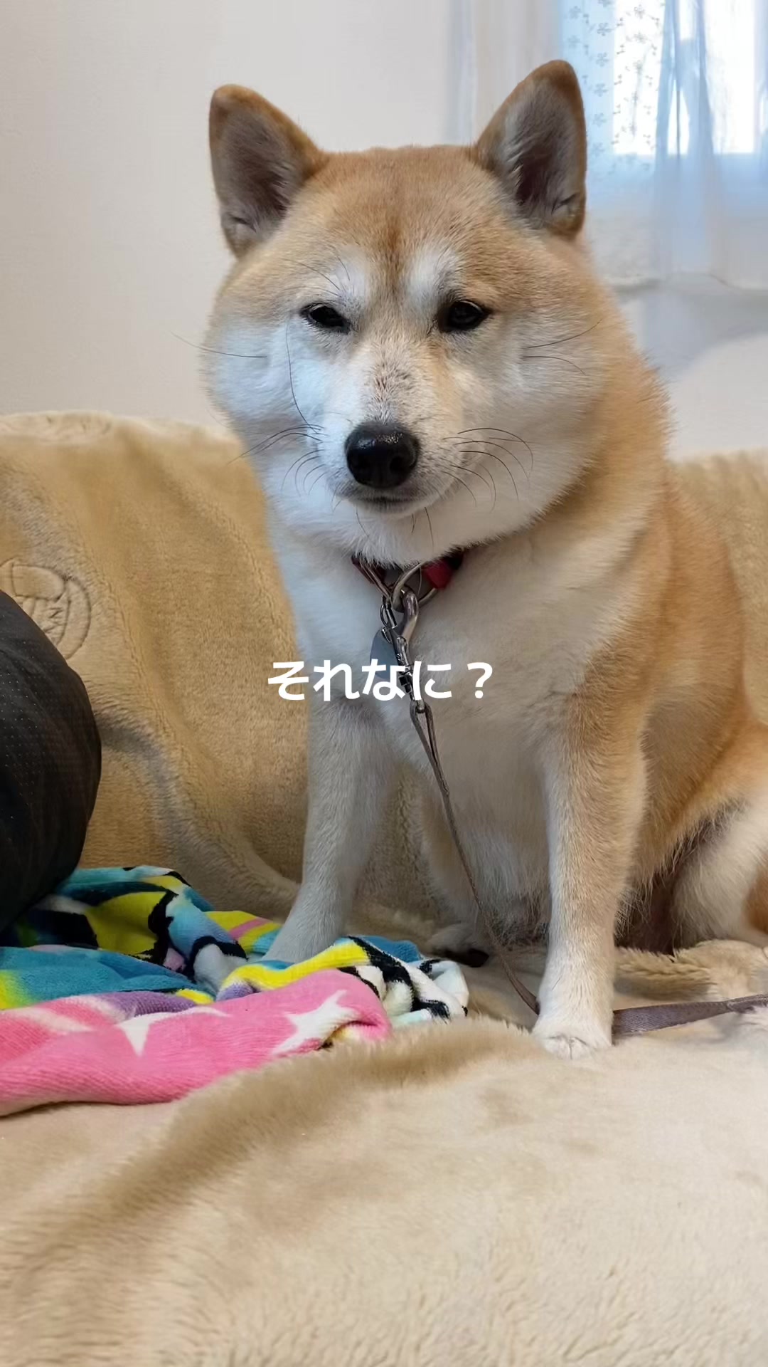 @こむぎといなり