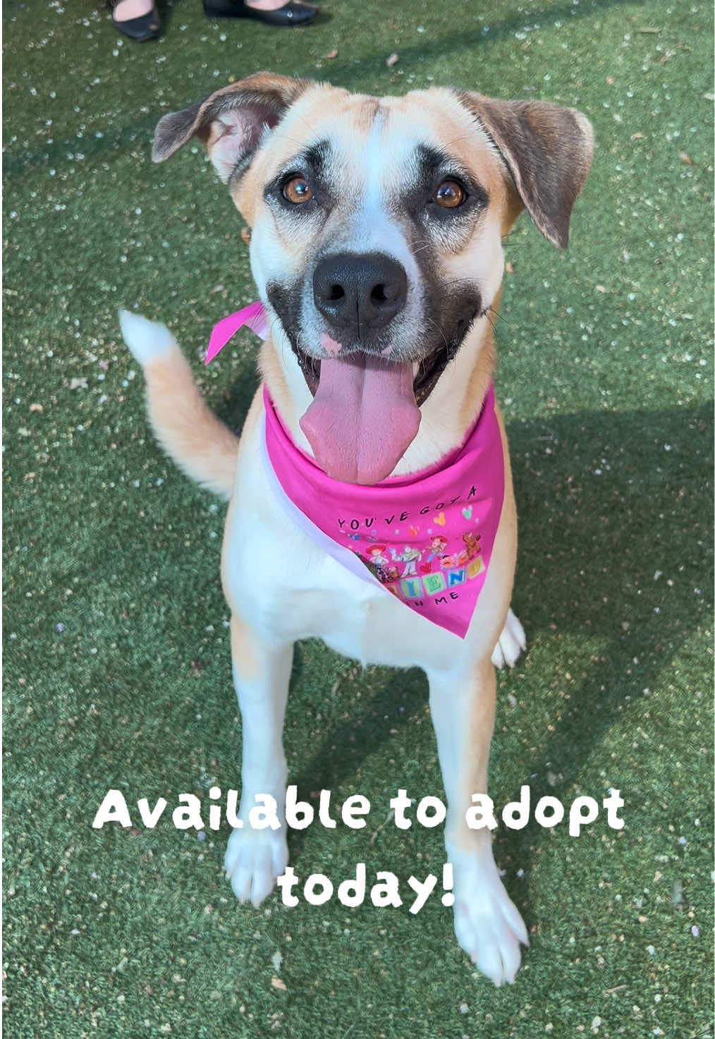 @San Antonio Humane Society