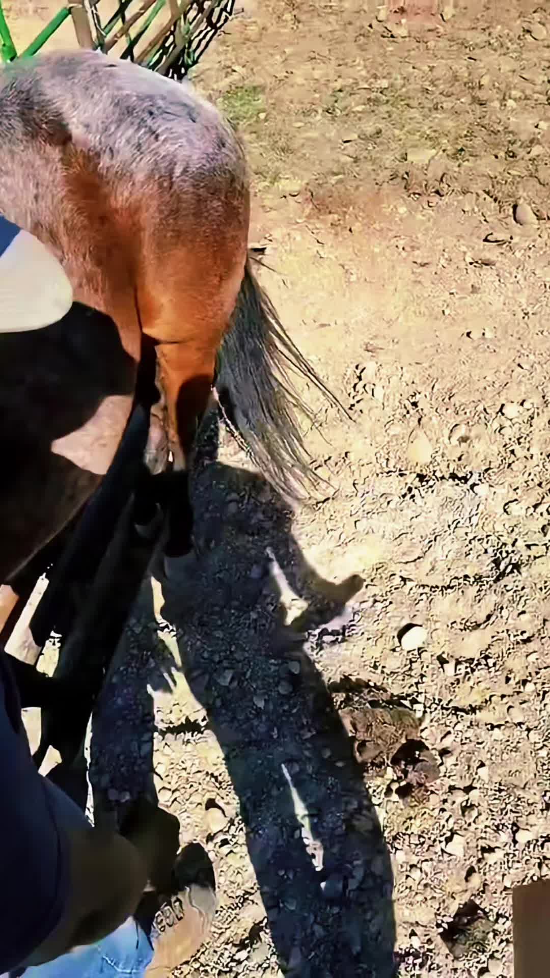 @🐴 ColdMountainRanch 🏇