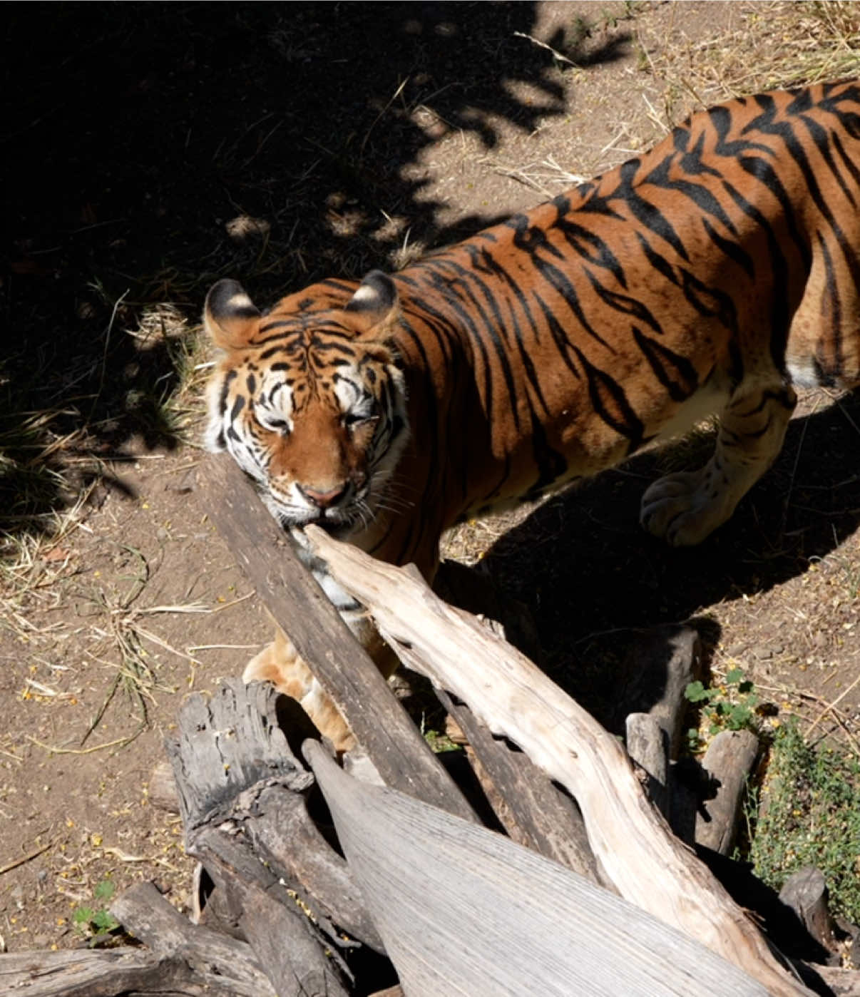 @Oakland Zoo