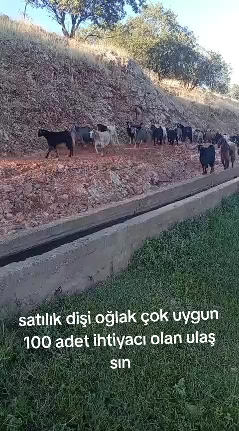 @⚔️ENES &Ccedil;ETİN⚔️