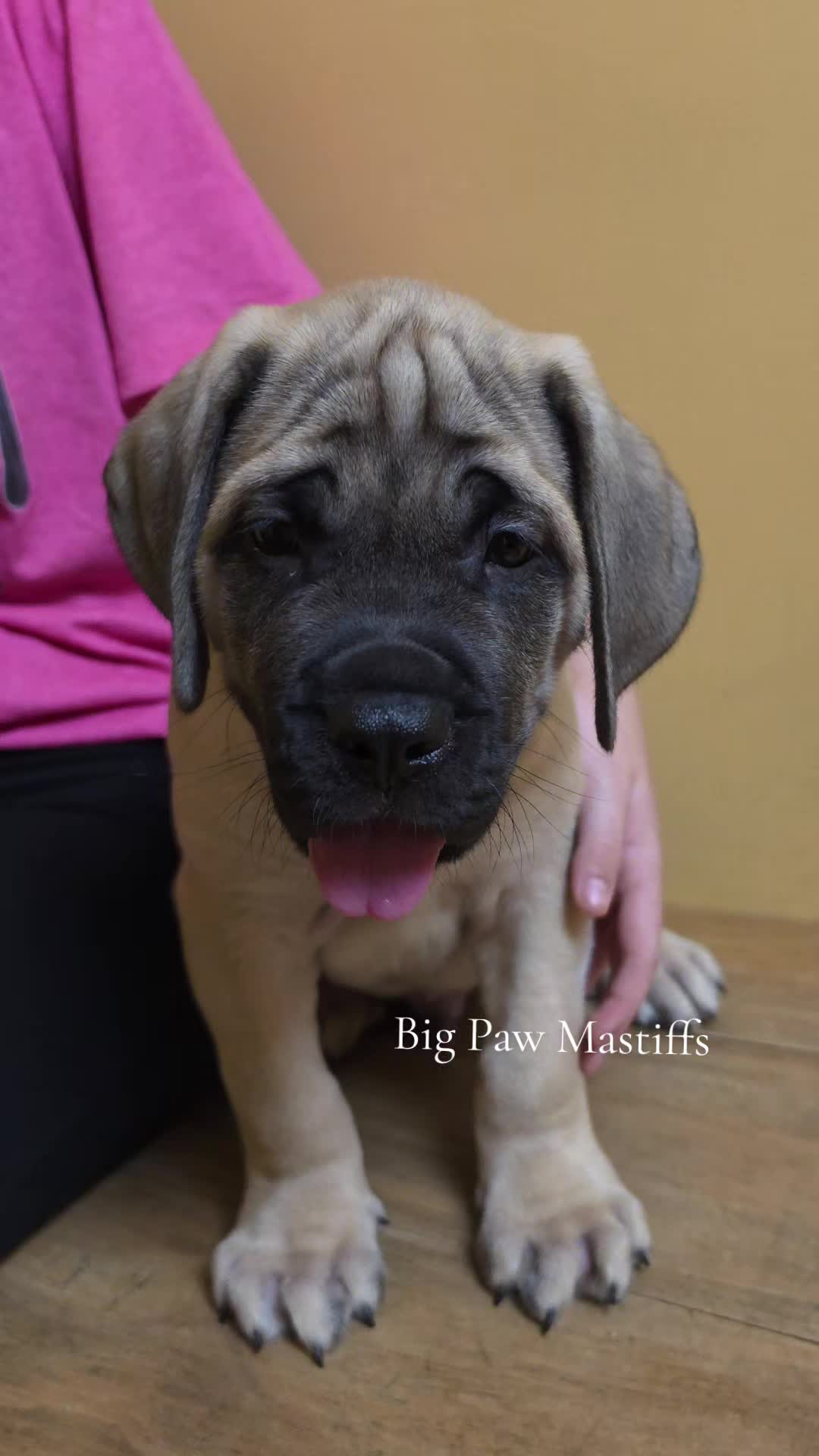 @Big Paw Mastiffs