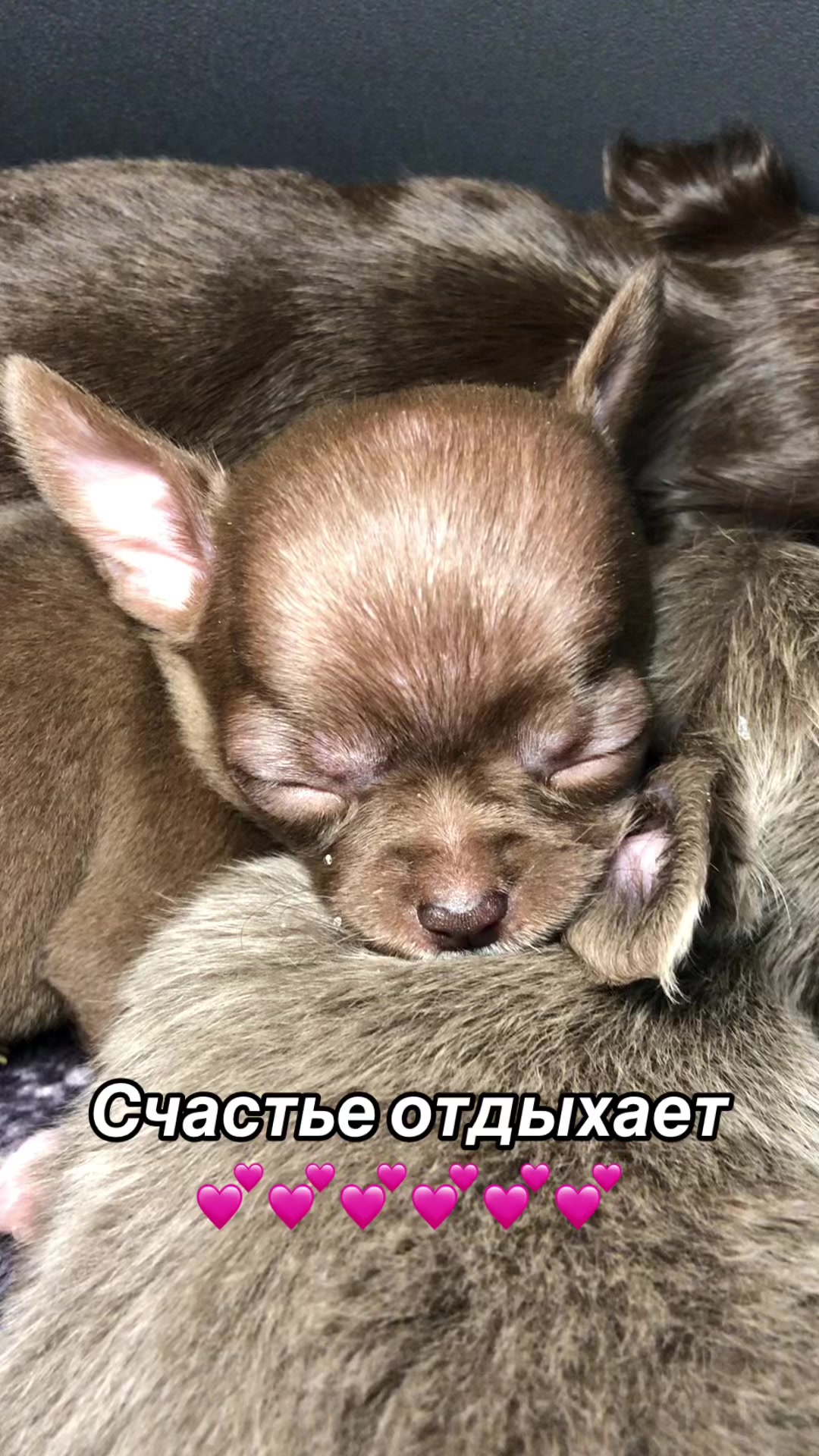 @dinastar_susan