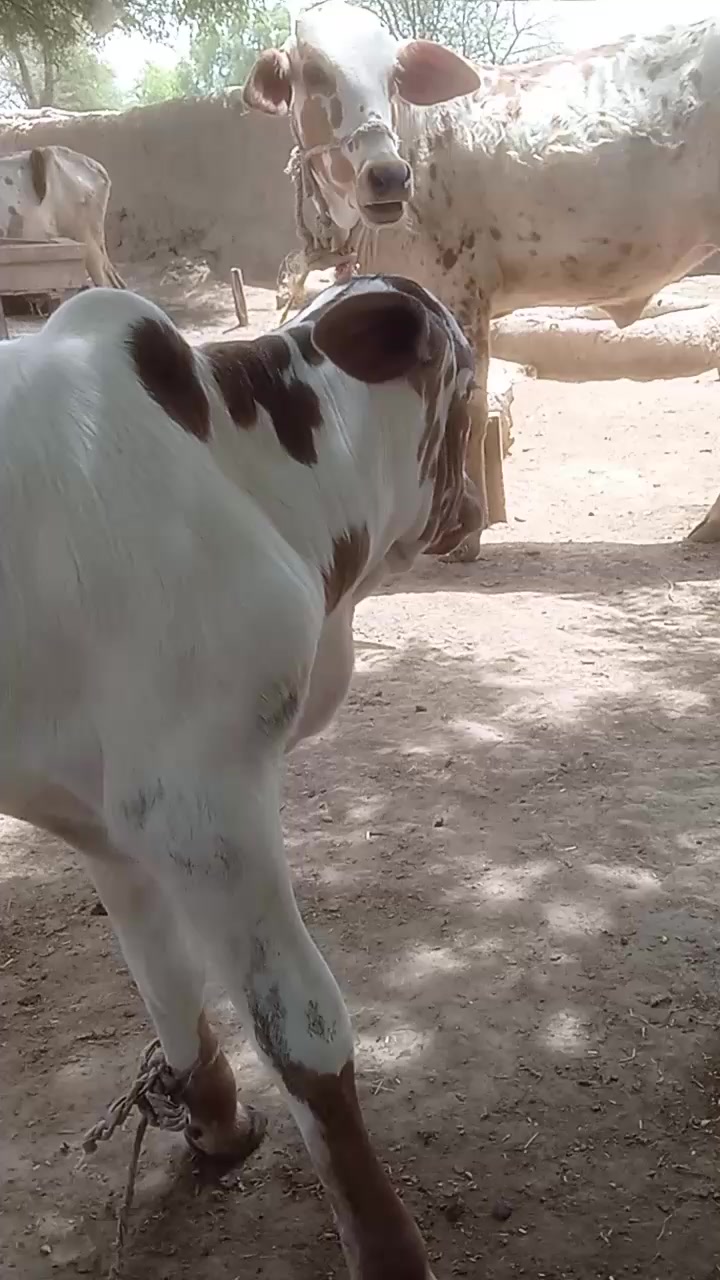 @Ghani bhai