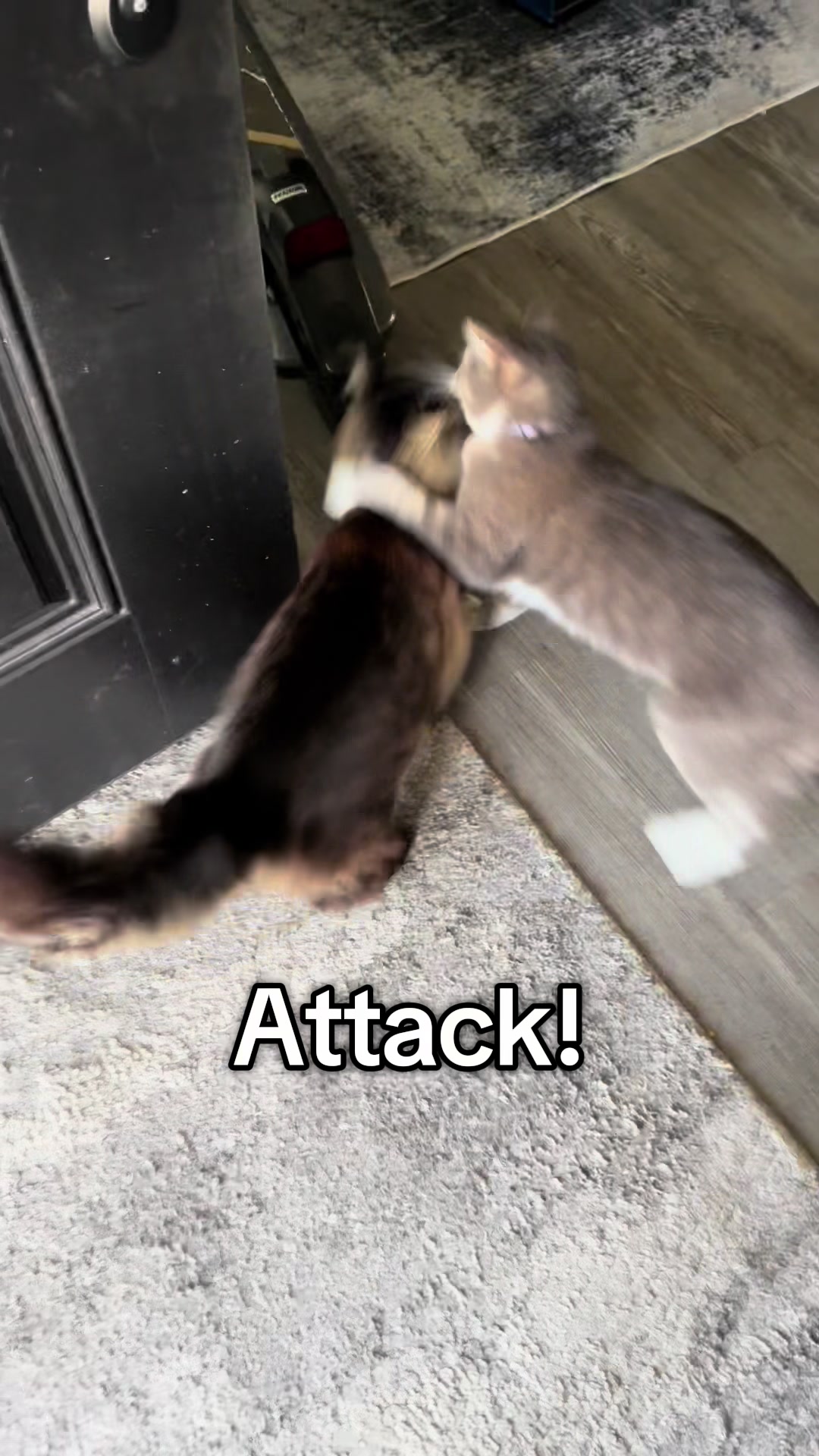 @RoxySnowballCatDrama