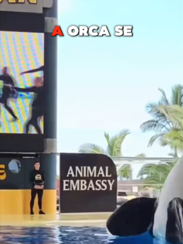 @Mundo dos Animais