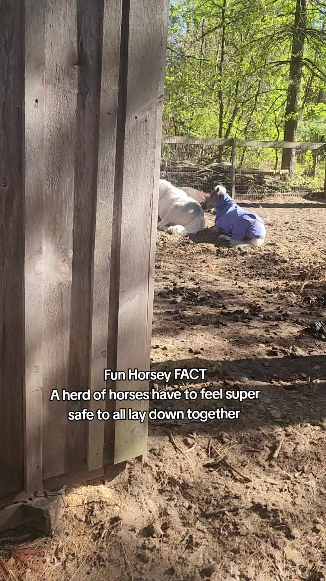 @minihorsemomandtrainer🐴🐴🐴🐴
