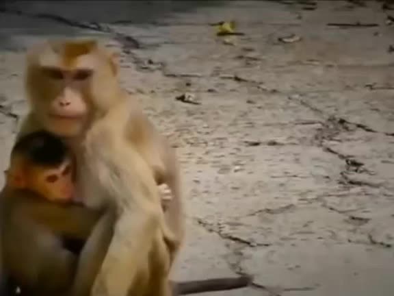 @Asian Macaques