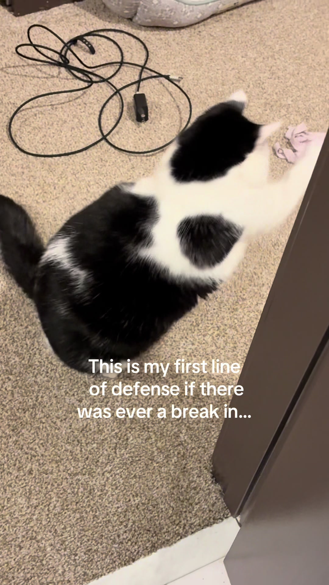 @poppytherescuecat_
