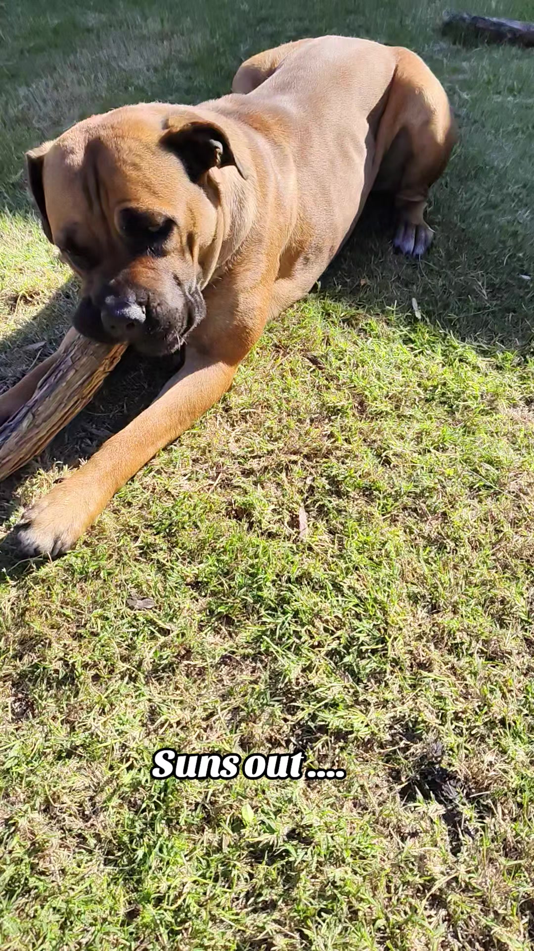 @Mishatheboerboel