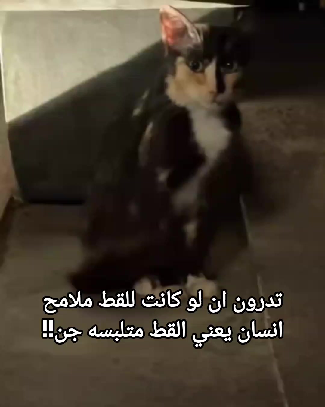 @kamilia rekik