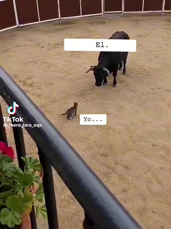 @Gatojaguar