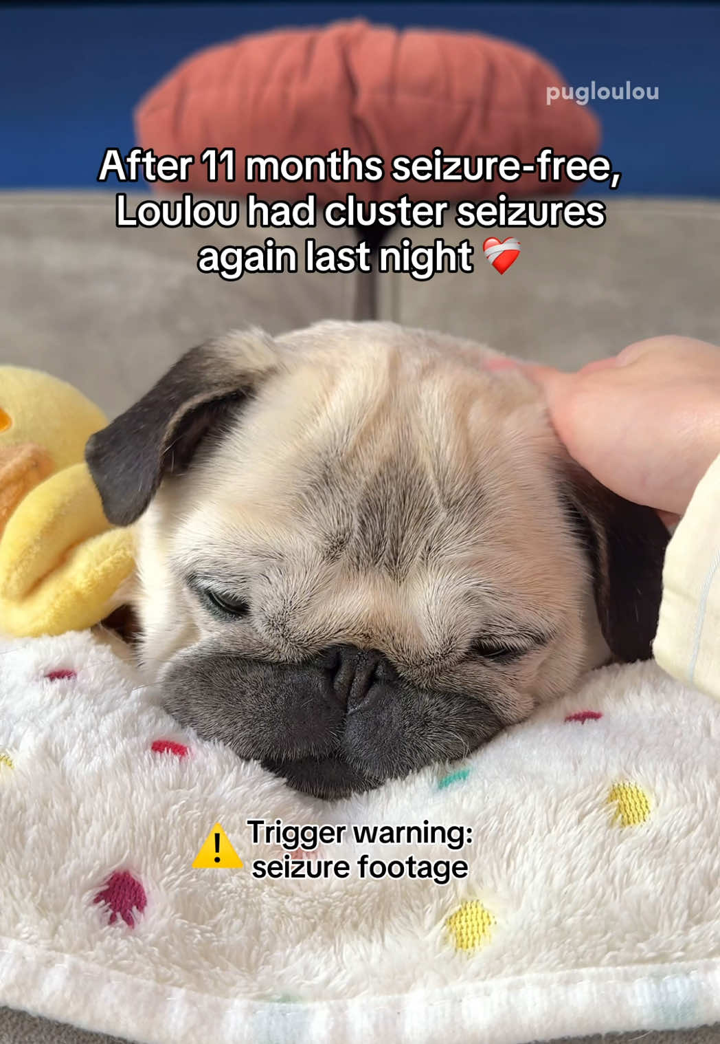@Loulou the Pug