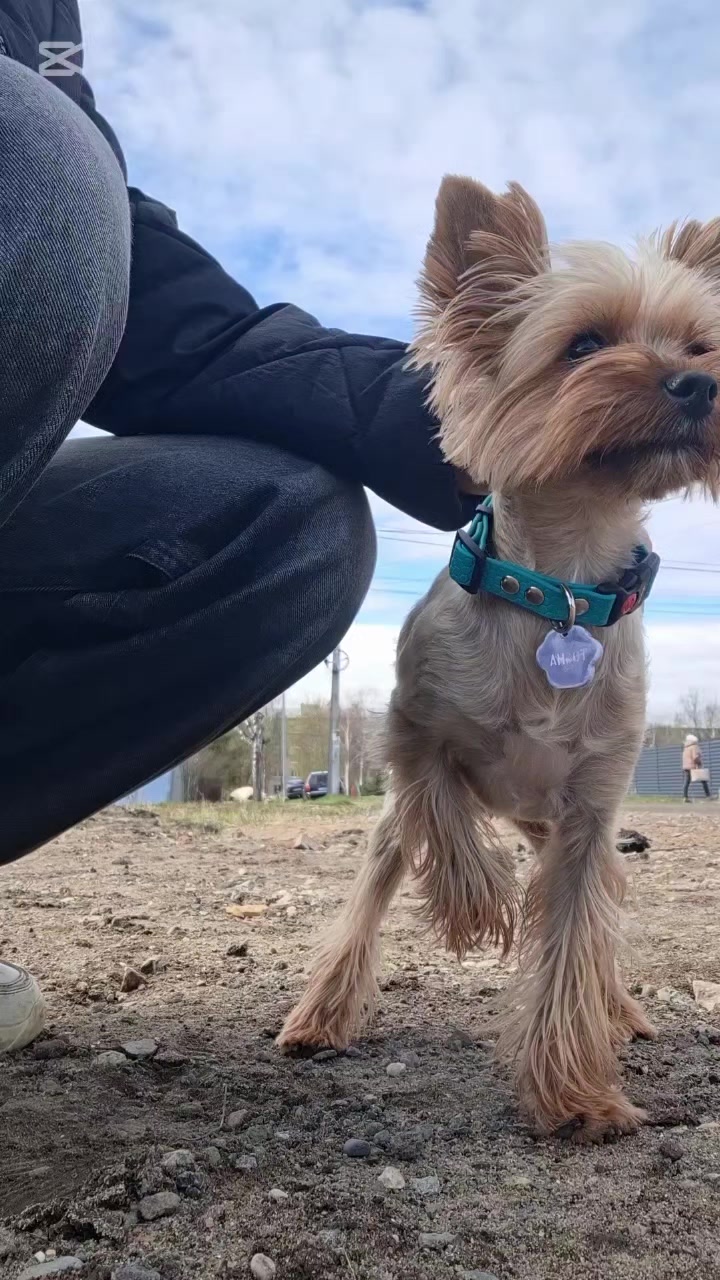 @🐉Дракоша Тоша🐕