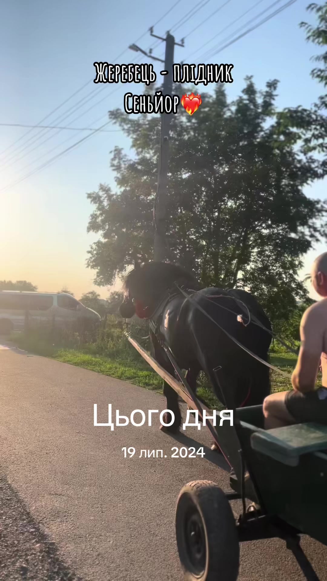 @_horses_farm_syrosh_