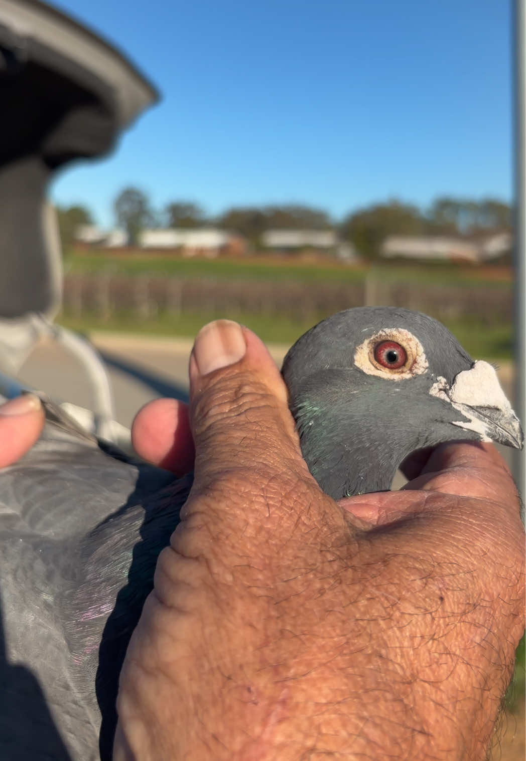 @pigeon.papii