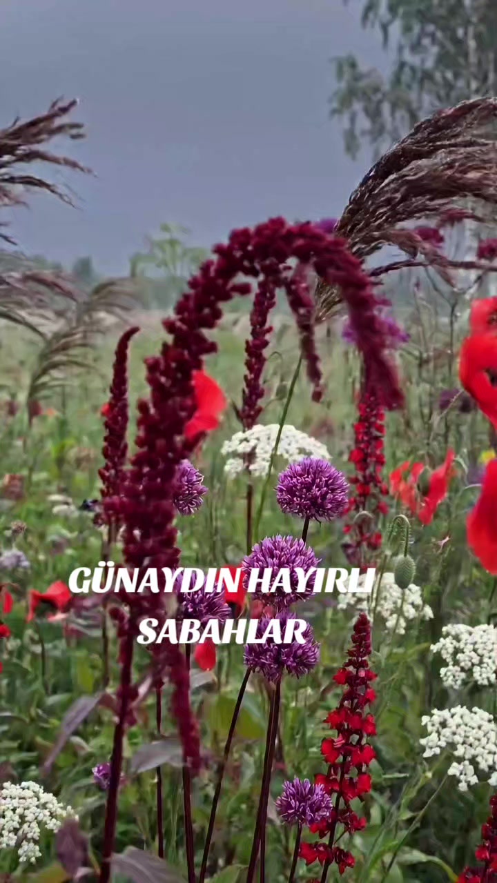 @Hasan Yılmaz