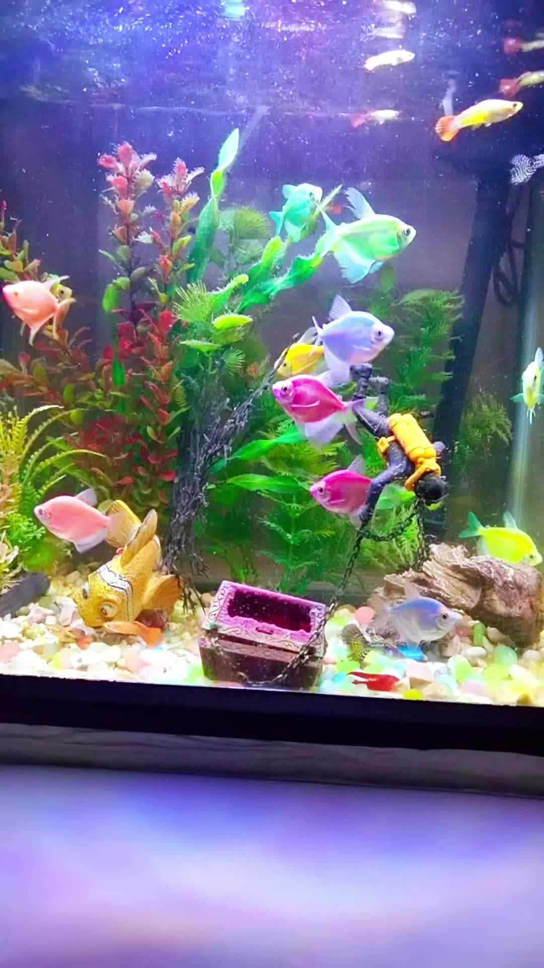 @Giovanni Carlo koi fish guy