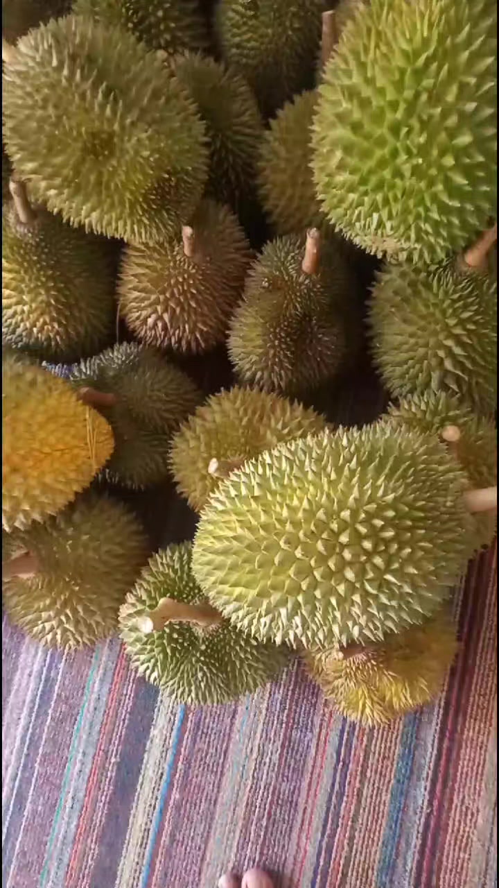 @pono duriaan wsb 🇲🇨🆗🔄🔂☎️