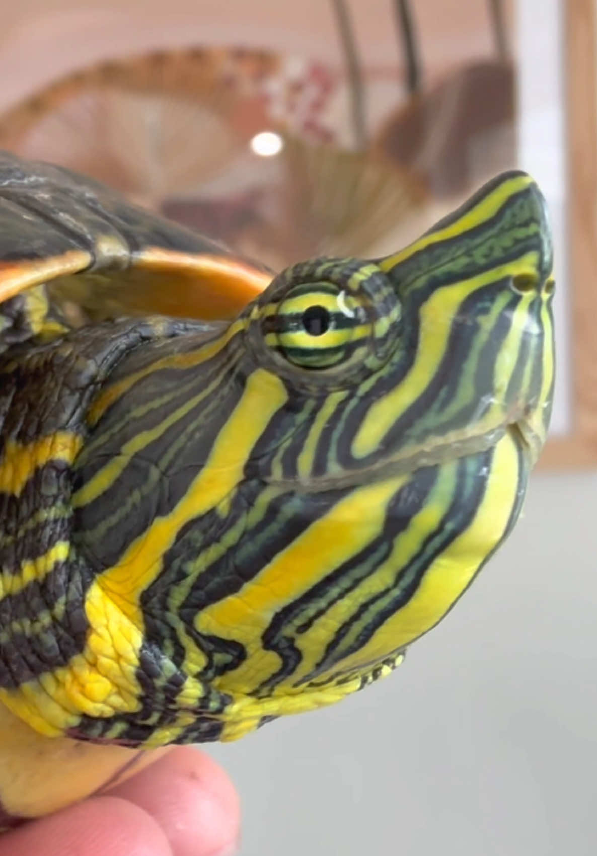 @Tommys_reptiles