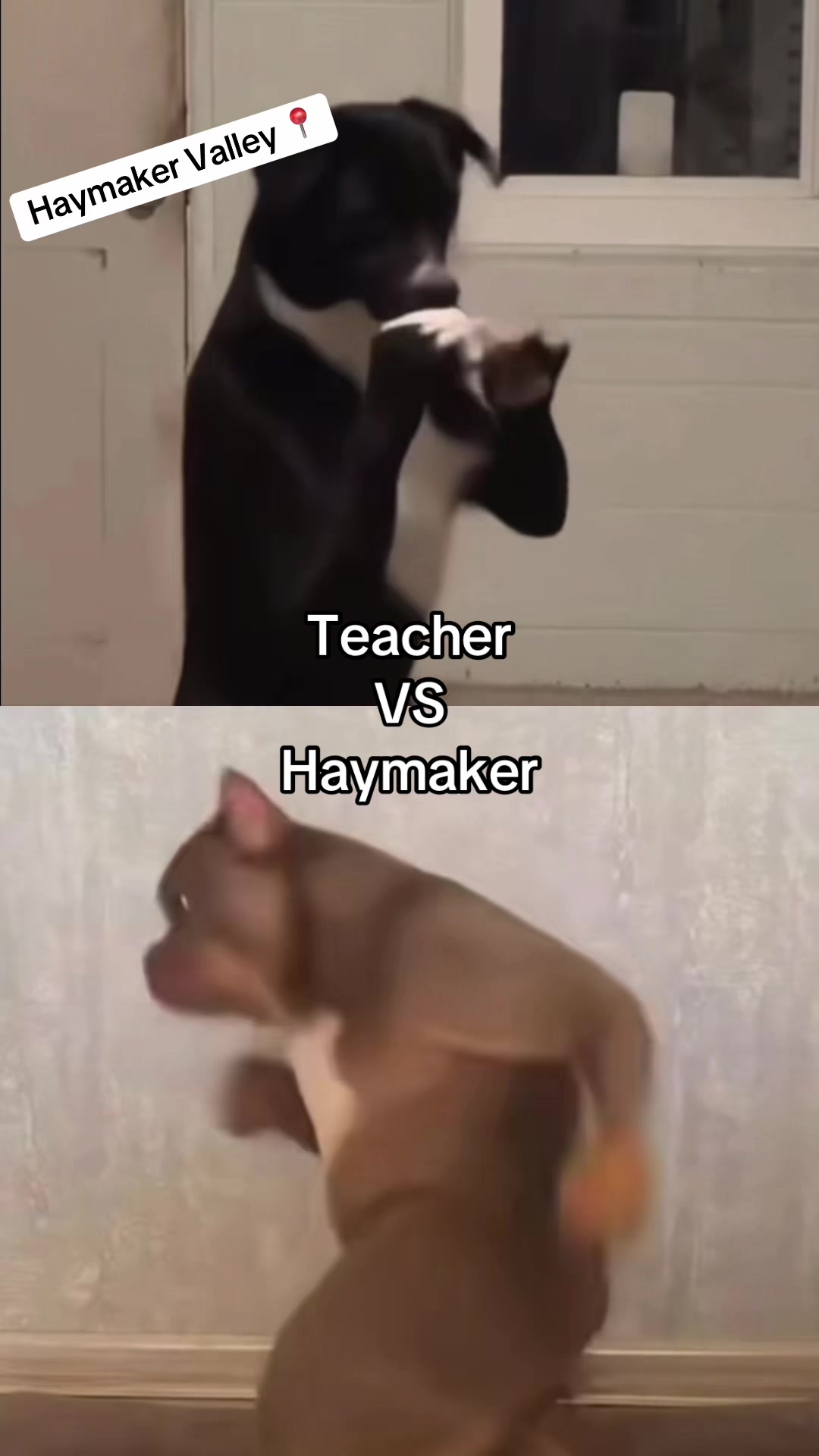@socrates™️