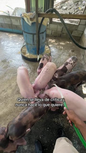 @Yei-Peña🐷🐽🇩🇴