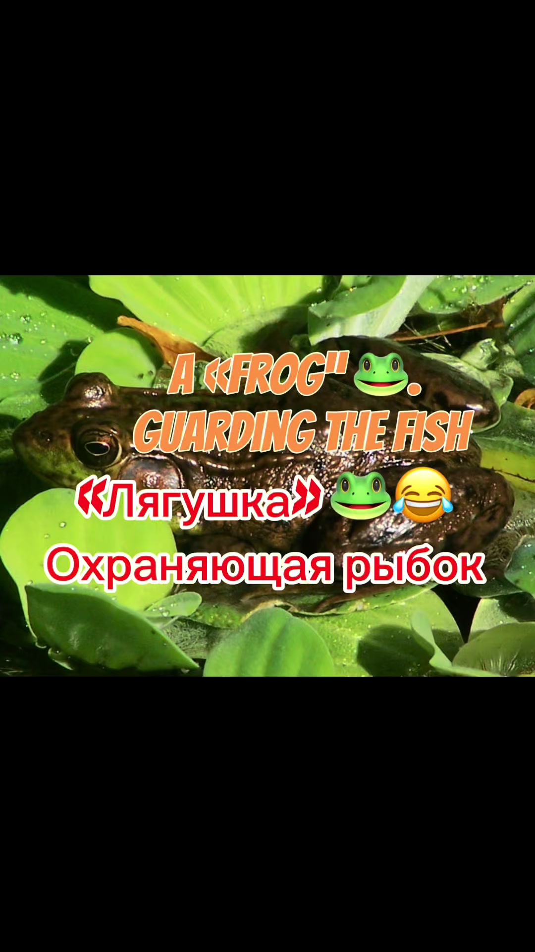 @Igor Stetsyuk