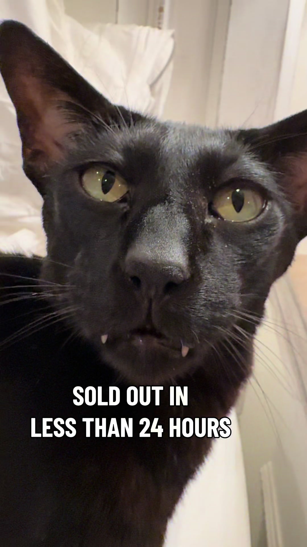 @hobbikats